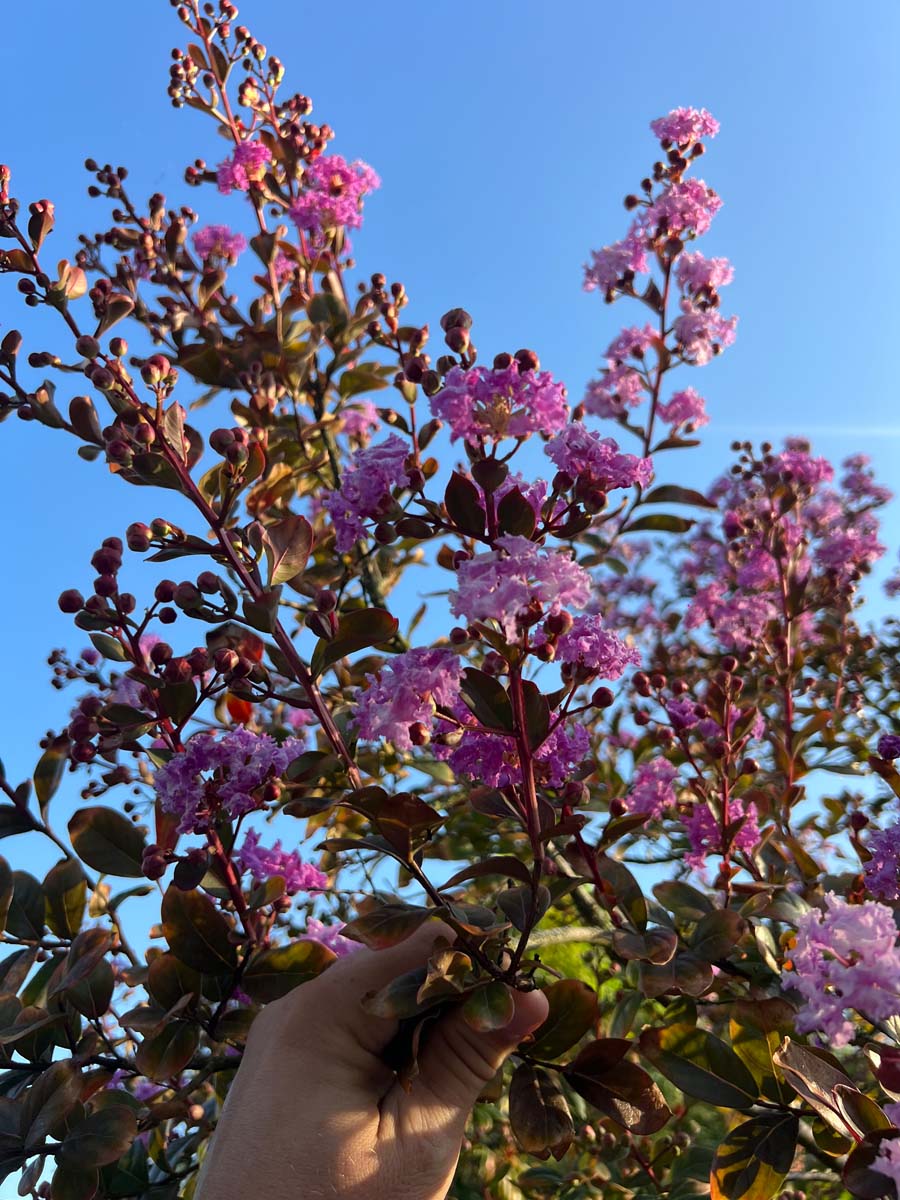 Lagerstroemia indica op stam bloesem