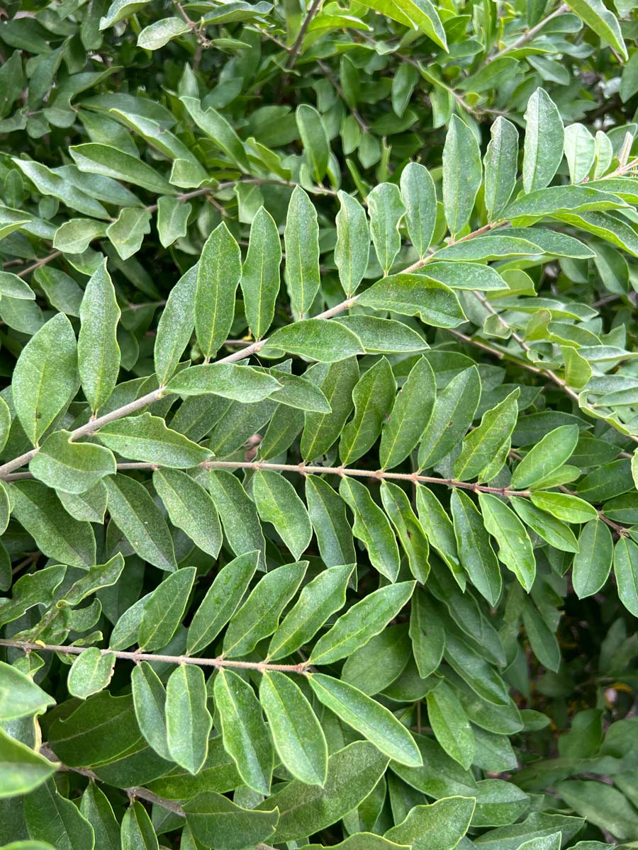 Ligustrum obtusifolium regelianum meerstammig / struik bladeren