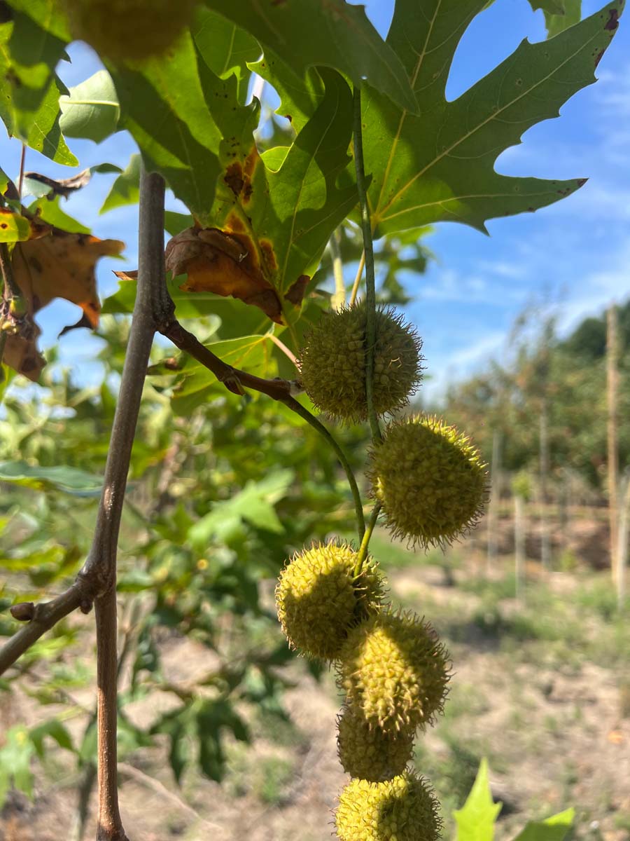 Platanus orientalis 'Minaret' meerstammig / struik zaaddoos