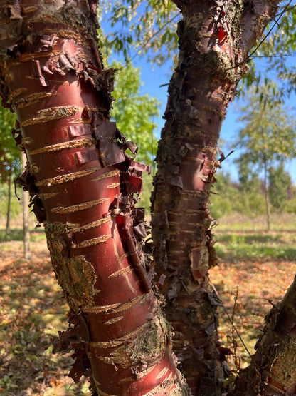Prunus serrula op stam stam