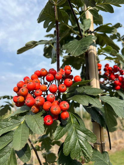Sorbus hybrida 'Gibbsii' Tuinplanten bes