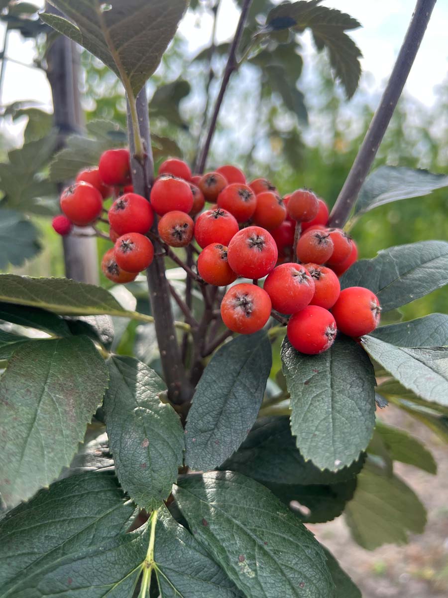 Sorbus hybrida 'Gibbsii' Tuinplanten bes