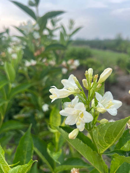 Weigela 'Candida' meerstammig / struik bloem