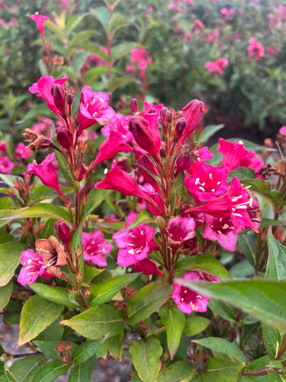 Weigela 'Eva Rathke' haagplant bloem