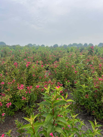 Weigela 'Eva Rathke' haagplant bloesem