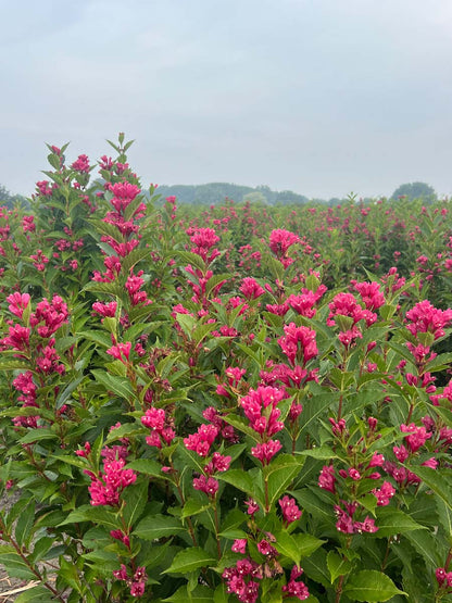 Weigela 'JS4' haagplant bloesem
