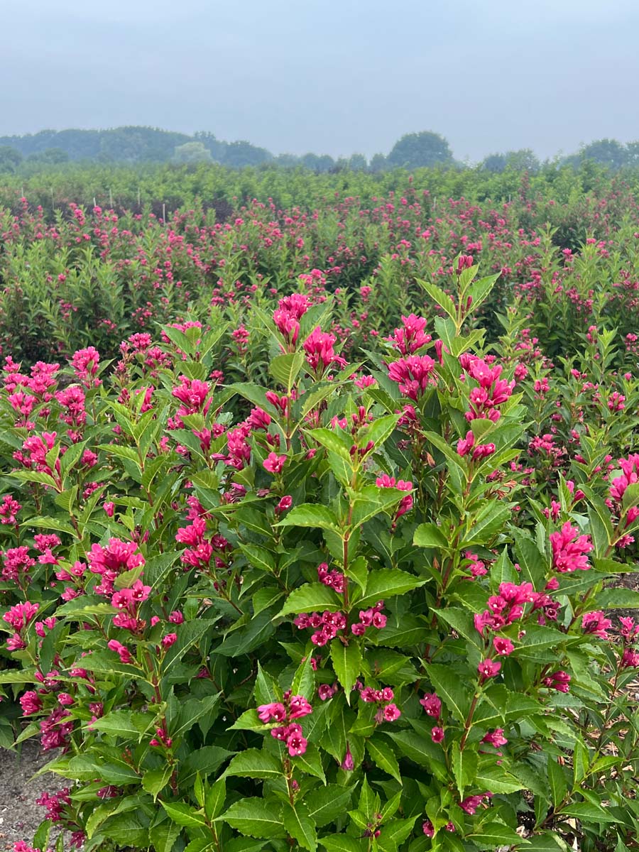 Weigela 'JS4' meerstammig / struik bloesem