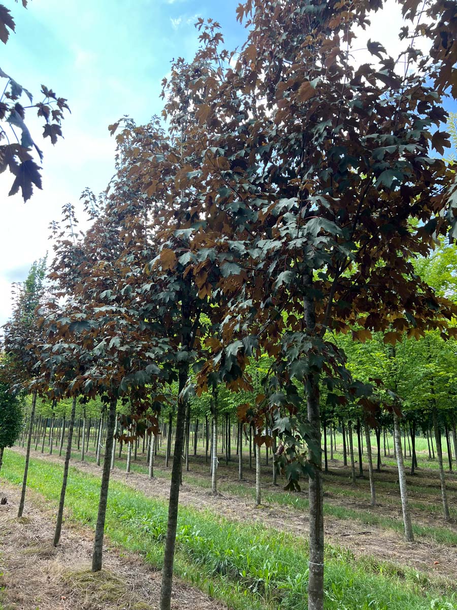 Acer pseudoplatanus 'Atropurpureum' op stam op stam