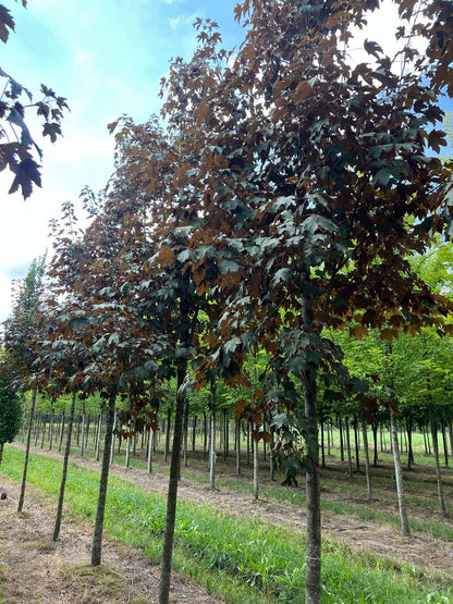 Acer pseudoplatanus 'Atropurpureum' op stam op stam