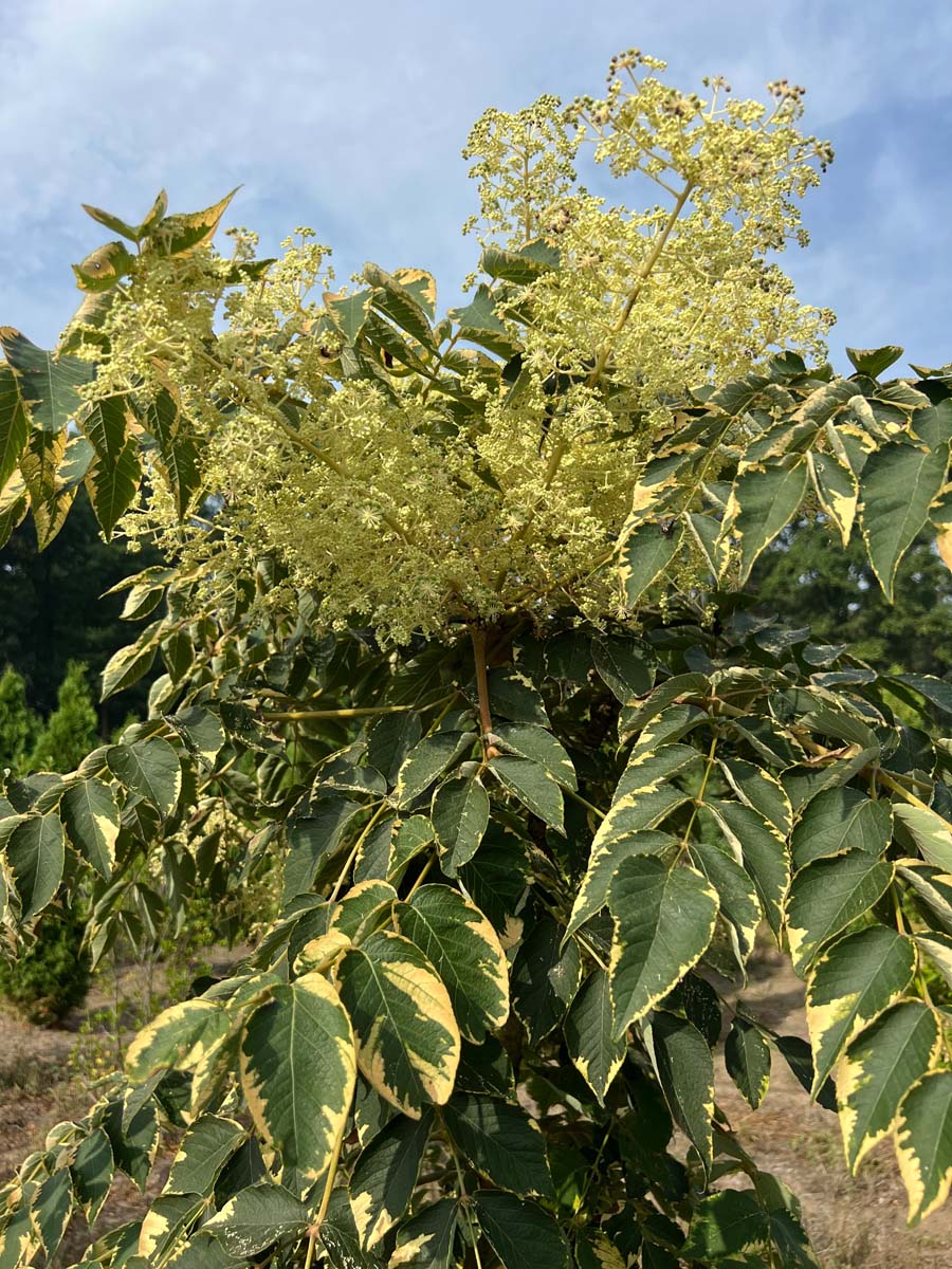 Aralia elata 'Golden Umbrella' meerstammig / struik meerstammig