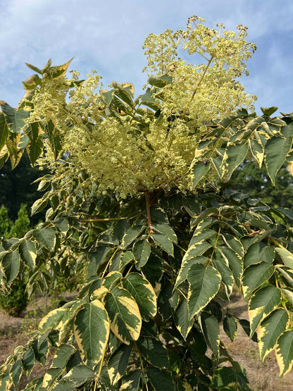 Aralia elata 'Golden Umbrella' meerstammig / struik meerstammig