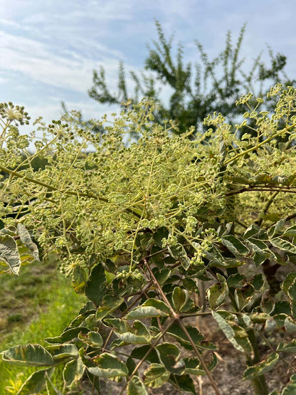 Aralia elata 'Variegata' Tuinplanten bloem