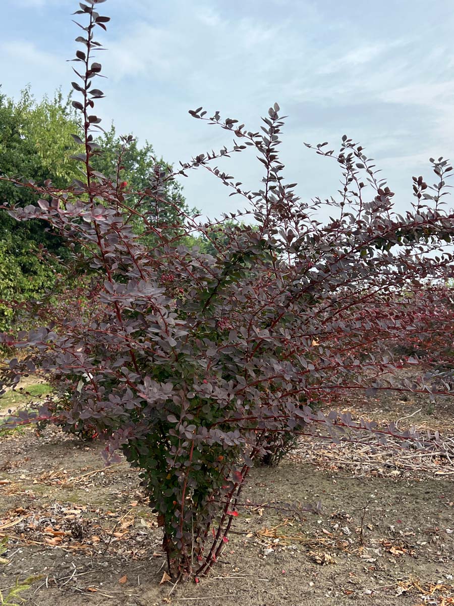 Berberis ottawensis 'Superba' meerstammig / struik struik