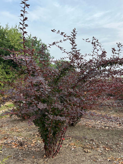 Berberis ottawensis 'Superba' meerstammig / struik struik