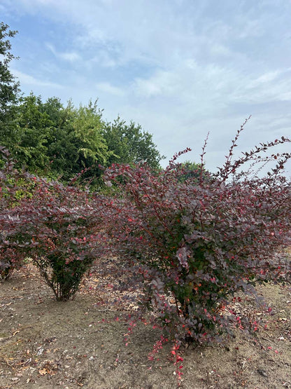 Berberis ottawensis 'Superba' meerstammig / struik struik