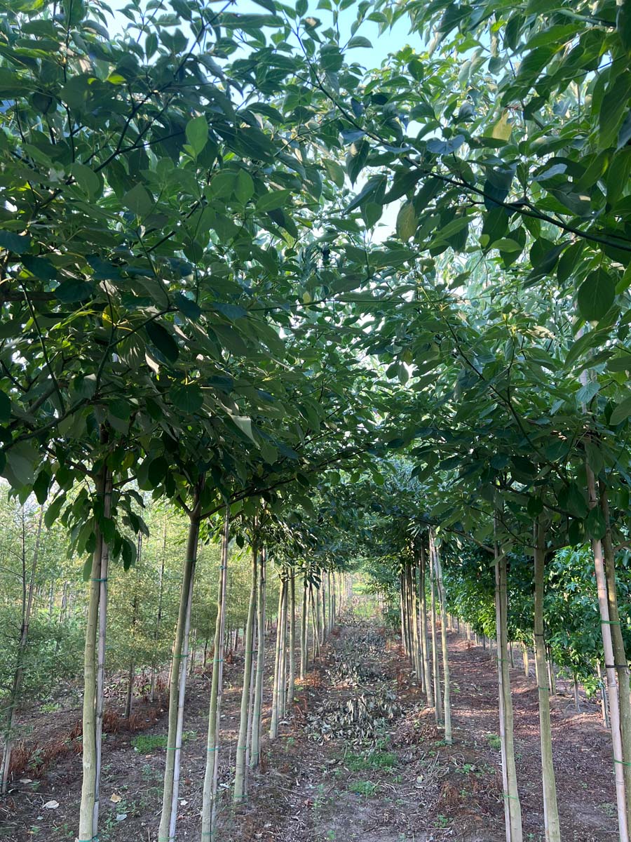 Cornus controversa op stam op stam