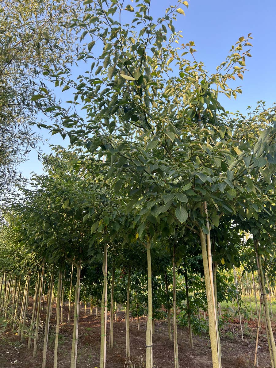 Cornus controversa op stam op stam