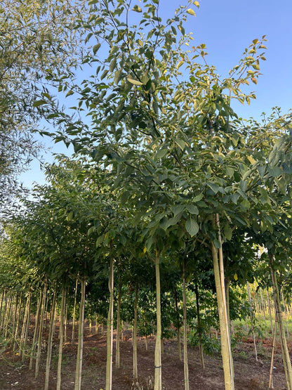Cornus controversa op stam op stam