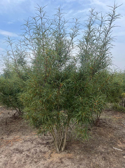 Frangula alnus 'Aspleniifolia' meerstammig / struik struik