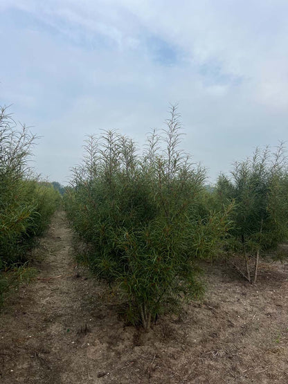 Frangula alnus 'Aspleniifolia' meerstammig / struik struik
