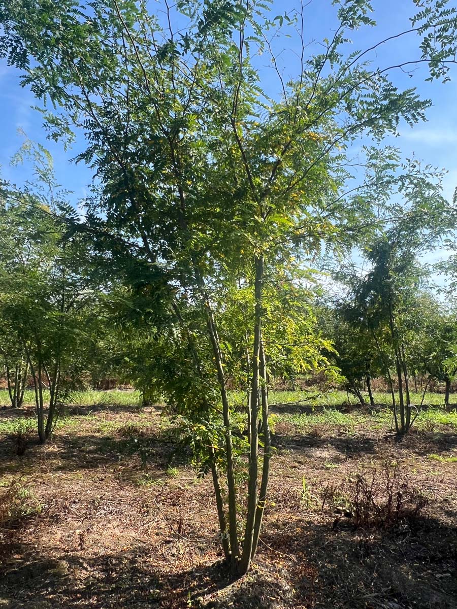 Gleditsia triacanthos inermis meerstammig / struik meerstammig