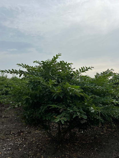 Ligustrum obtusifolium regelianum meerstammig / struik struik