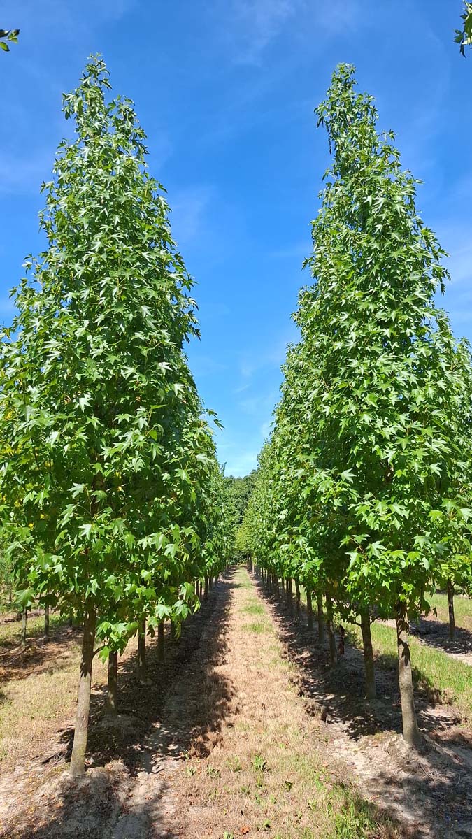 Liquidambar styraciflua 'Simone' op stam op stam