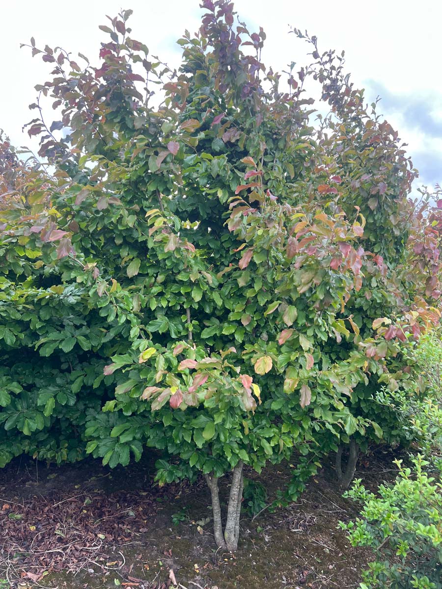 Parrotia persica meerstammig / struik meerstammig