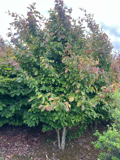 Parrotia persica meerstammig / struik meerstammig