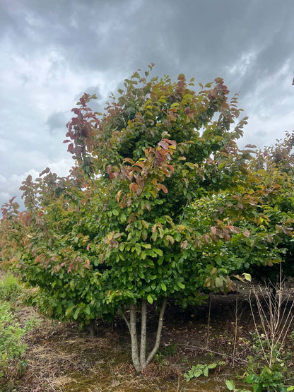 Parrotia persica meerstammig / struik meerstammig