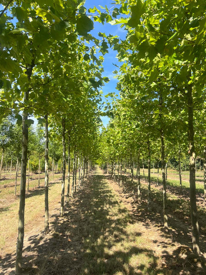 Platanus hispanica 'Malburg' op stam op stam