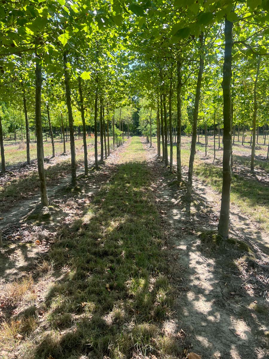 Platanus hispanica 'Malburg' op stam op stam