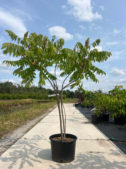 Rhus typhina Tuinplanten tuinplanten