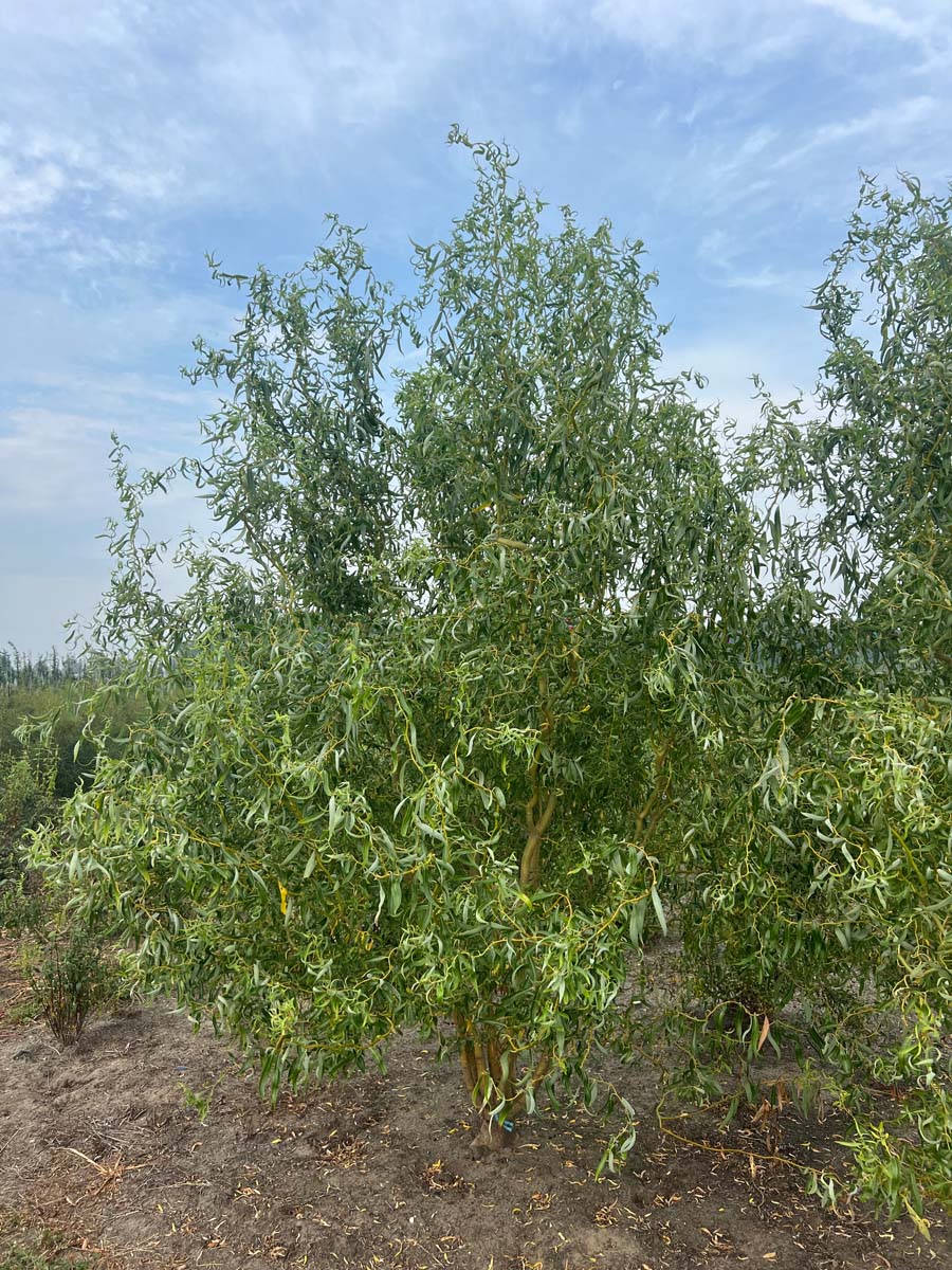 Salix 'Caradoc' meerstammig / struik meerstammig