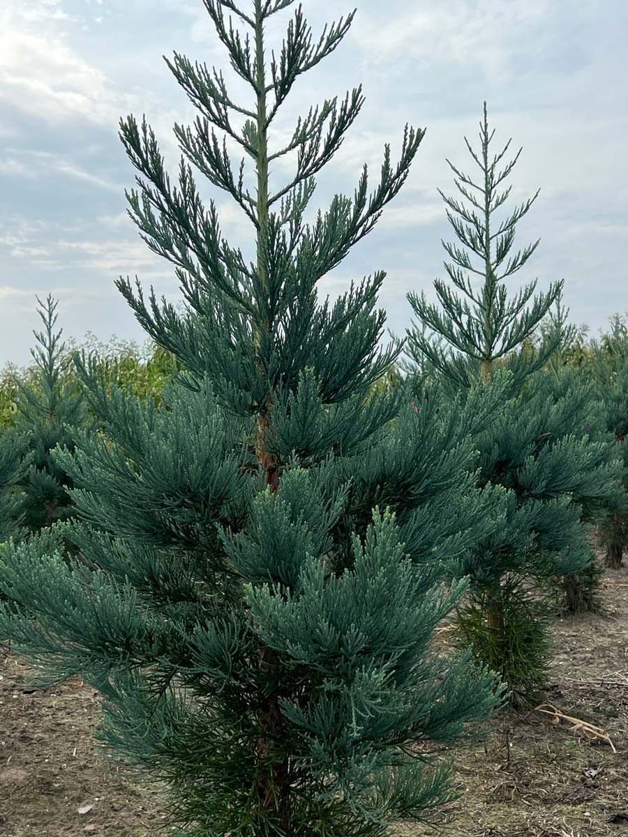 Sequoiadendron giganteum 'Glaucum' solitair solitair