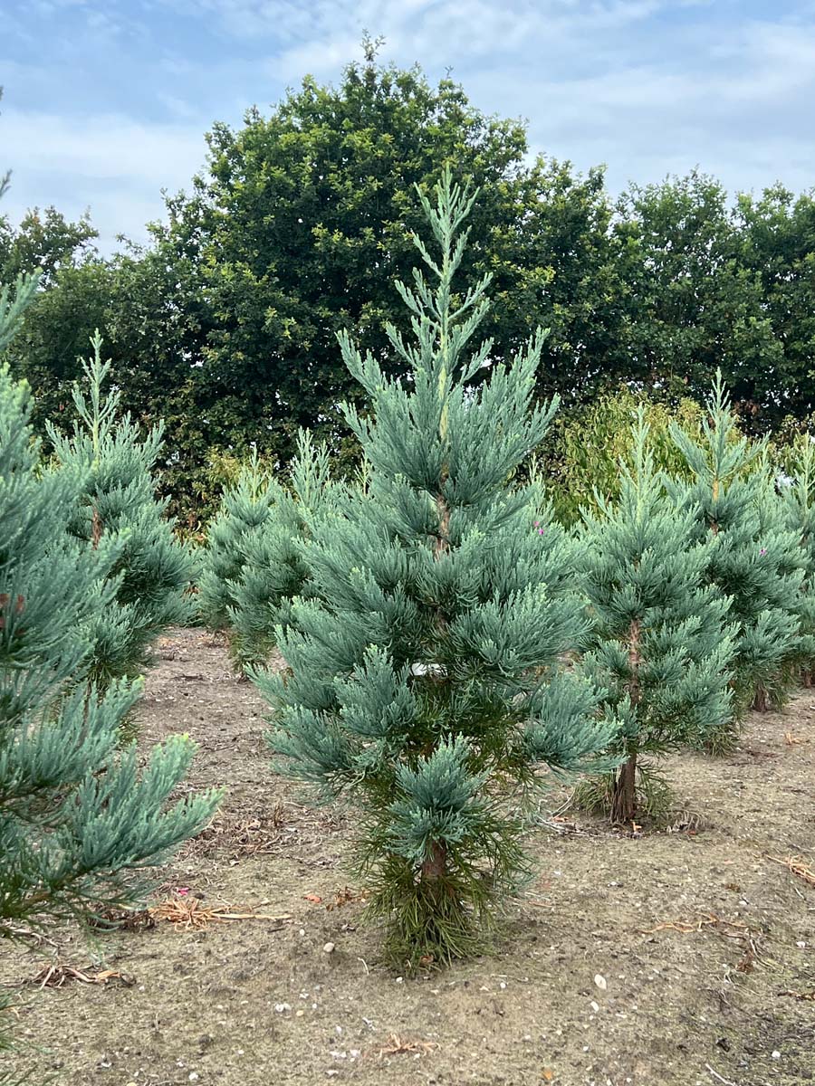 Sequoiadendron giganteum 'Glaucum' solitair solitair