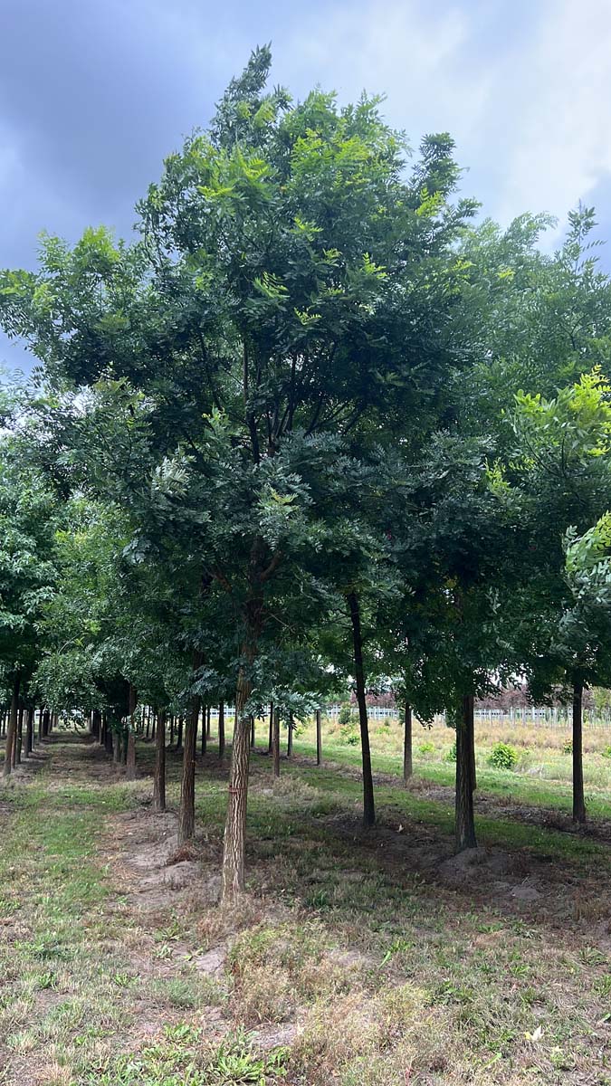 Styphnolobium japonicum op stam op stam