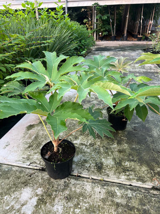 Tetrapanax papyrifer 'Rex' tuinplanten