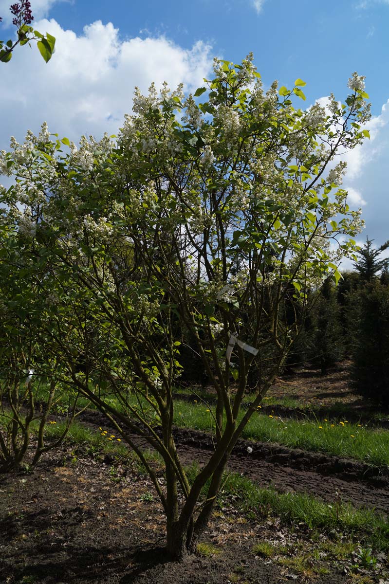 Syringa vulgaris 'Schneekönigin' meerstammig / struik struik