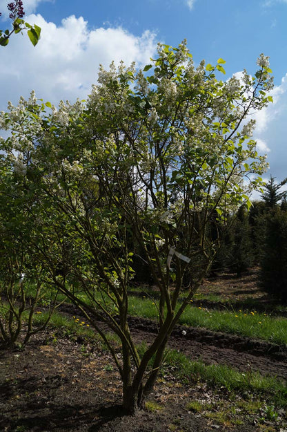 Syringa vulgaris 'Schneekönigin' meerstammig / struik struik