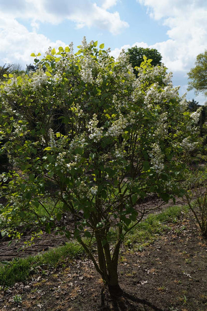 Syringa vulgaris 'Schneekönigin' meerstammig / struik struik