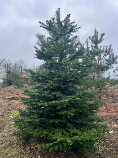 Abies amabilis solitair