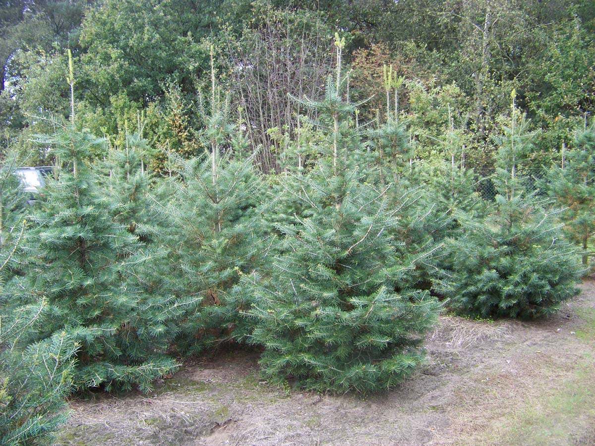 Abies concolor solitair solitair