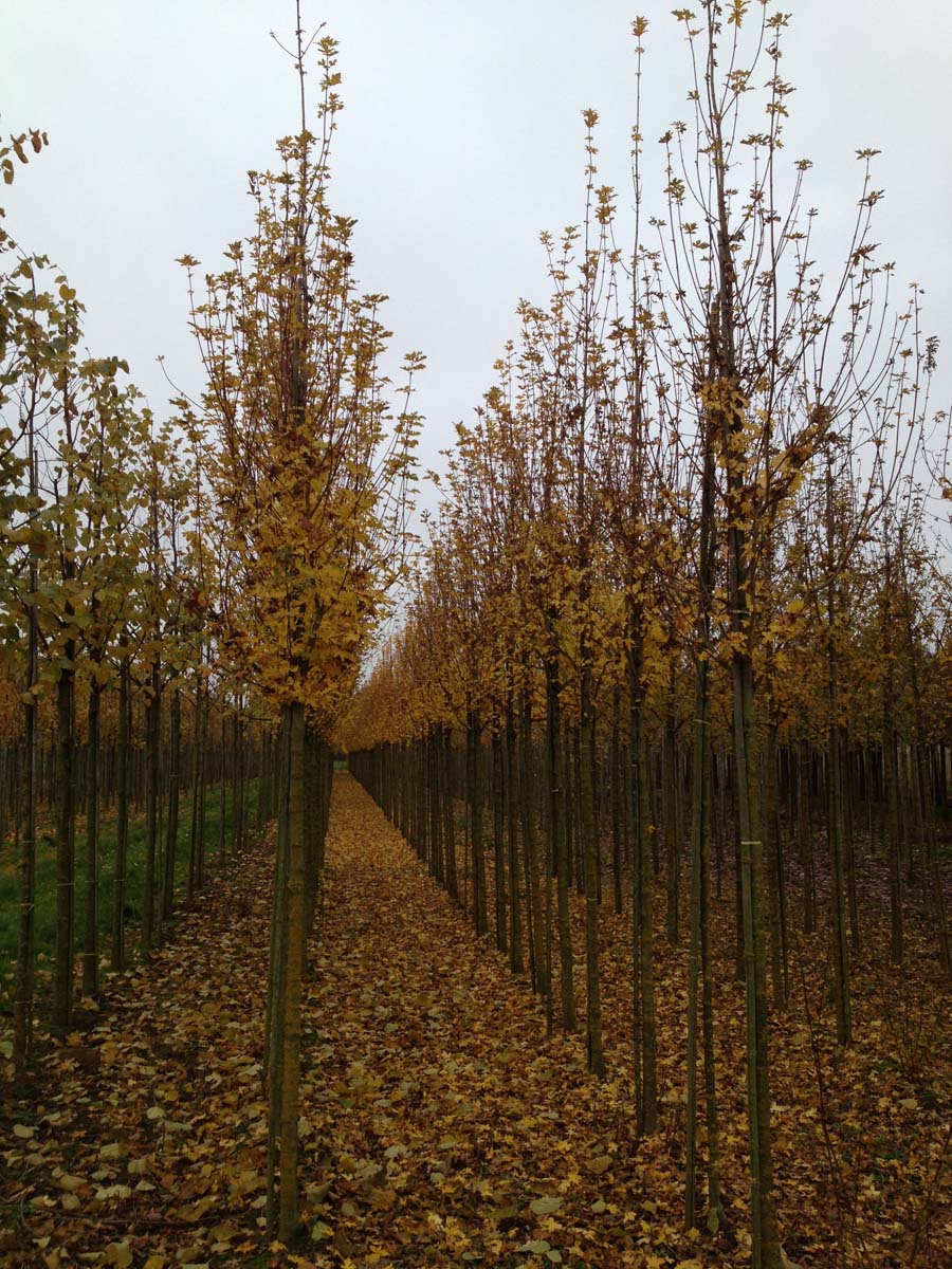 Acer campestre op stam op stam