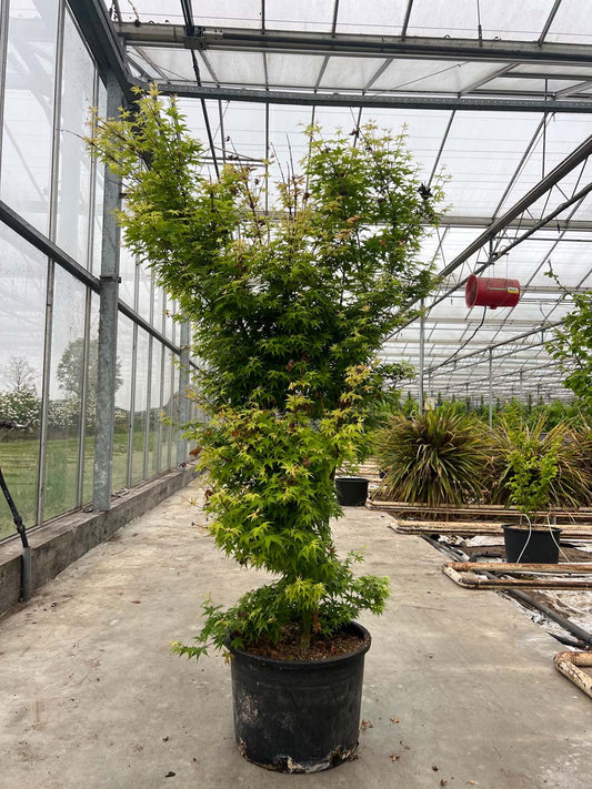 Acer palmatum 'Silhouette' Tuinplanten tuinplanten