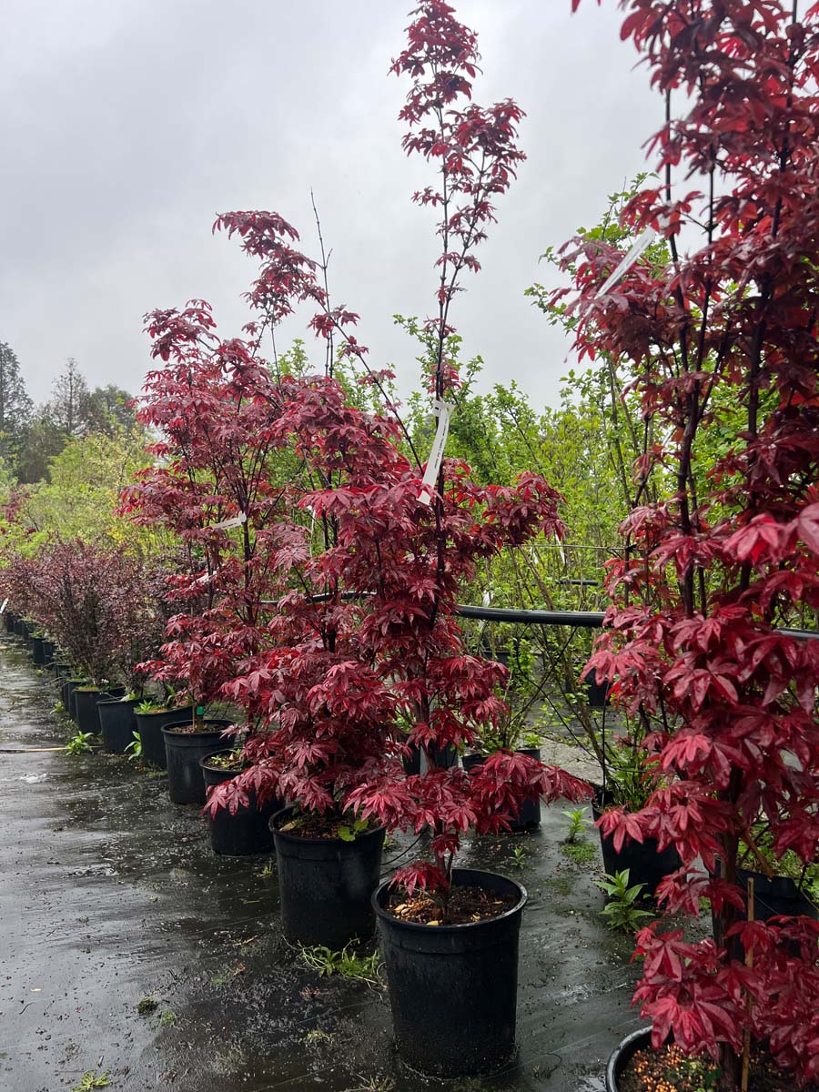 Acer palmatum 'Twombly's Red Sentinel' meerstammig meerstammig