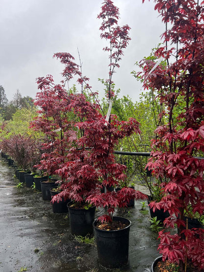Acer palmatum 'Twombly's Red Sentinel' meerstammig meerstammig