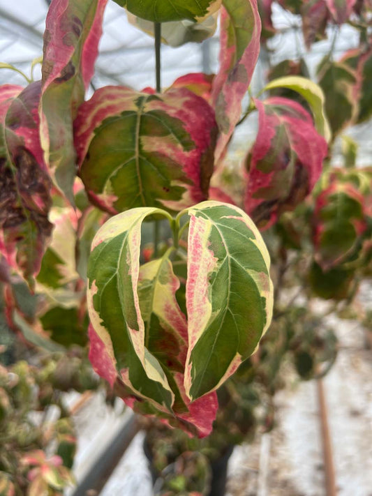 Cornus florida 'Firebird' meerstammig / struik blad