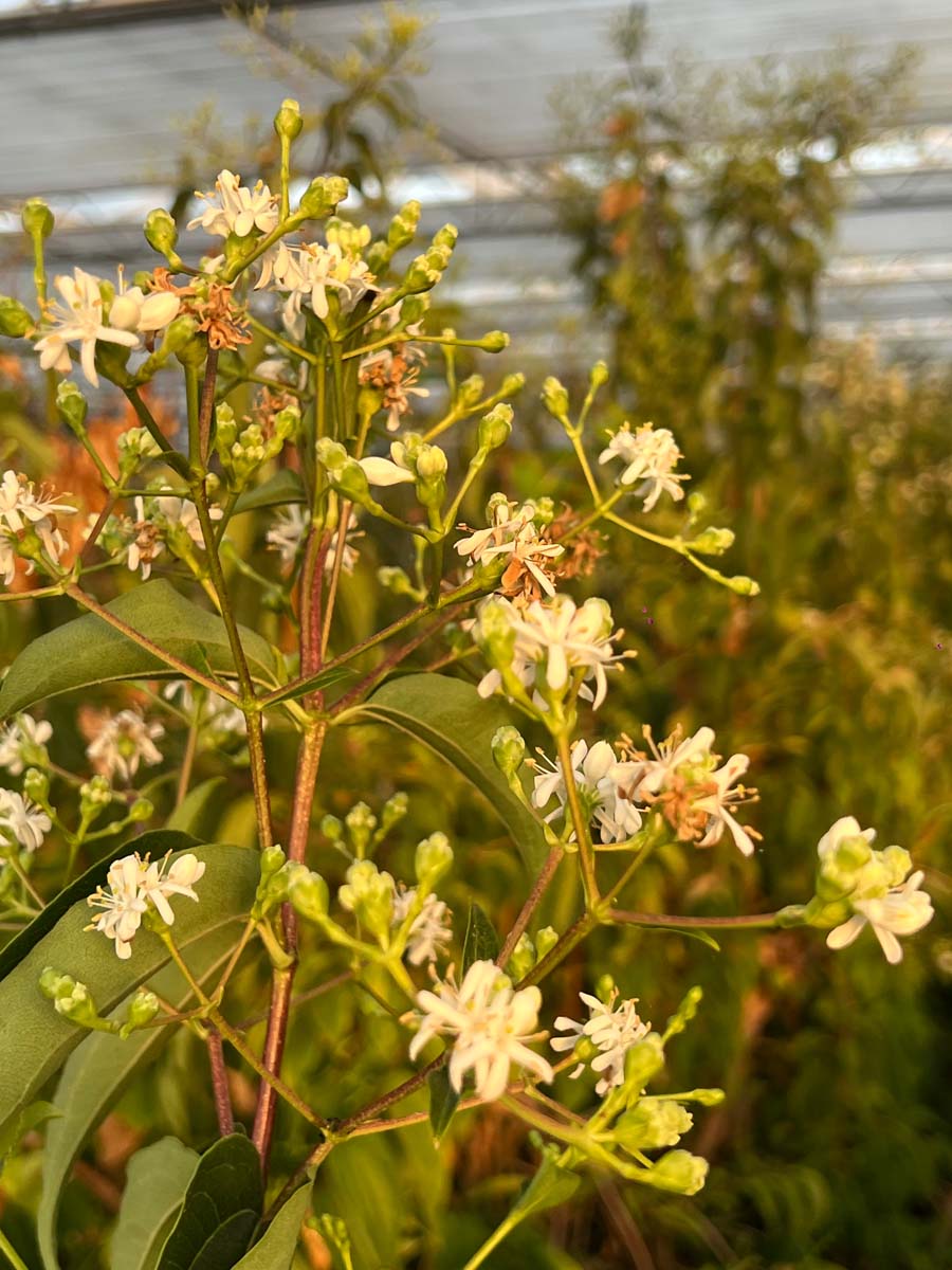 Heptacodium miconioides meerstammig / struik bloesem