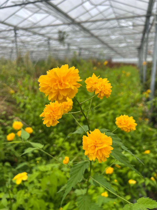Kerria japonica 'Pleniflora' Tuinplanten bloem